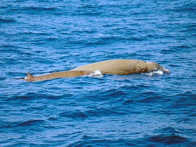 Cuviers beaked whale - Ziphius cavirostrisThis species lurches through the water and may expose its head when swimming fast; there is usually a good view of the little dorsal fin.