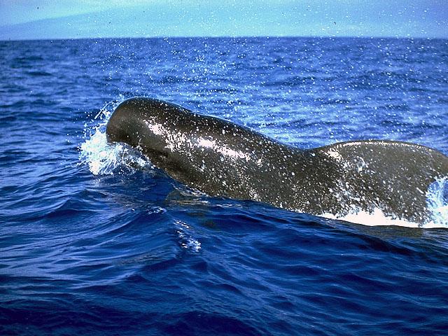 Pilot whale - Globicephala melasThe female pilot whale is one of few animals that experience a menopause.