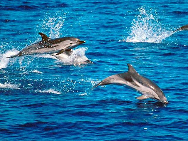 Striped Dolphin - Stenella coeruleoalba This group of fast travellers shows the typical black and white flashes under the dorsal fin.