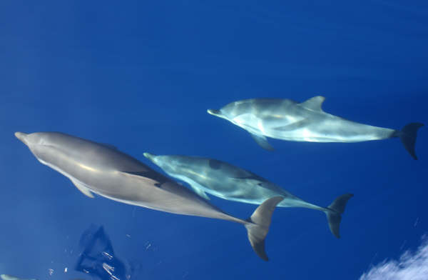 Porpoises in our bow wake in incredibly clear water