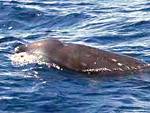 Cuviers beaked whale