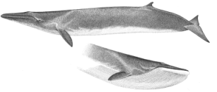 Fin whale characteristics