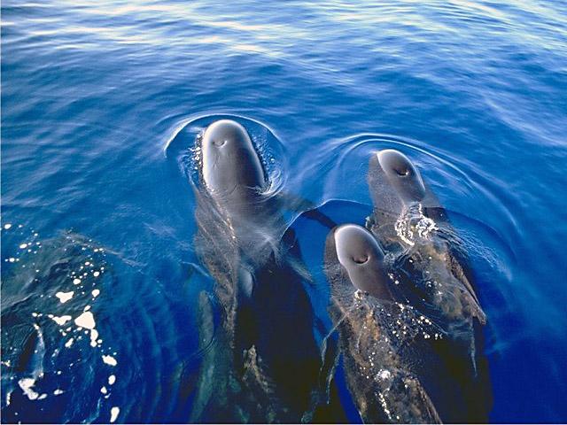 Pilot whale - Globicephala melasThis gregacious animal will often interact with yachts.