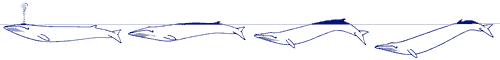 Fin whale