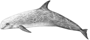 Rissos dolphin characteristics
