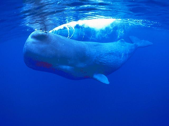 A rare white coloured Sperm Whale - Physeter macrocephalusThe blow hole is at an angle on the left side of its head. This causes its blow to shoot to the left.