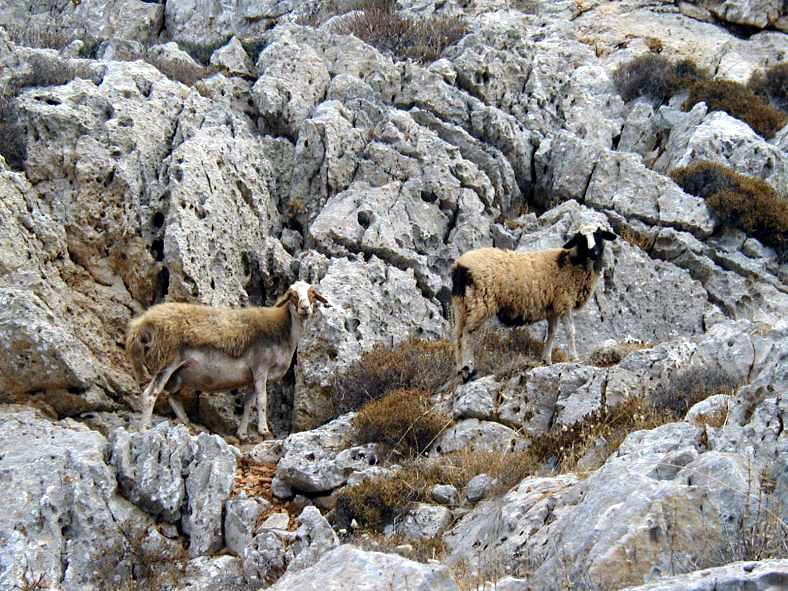 Sheep - Folegandros