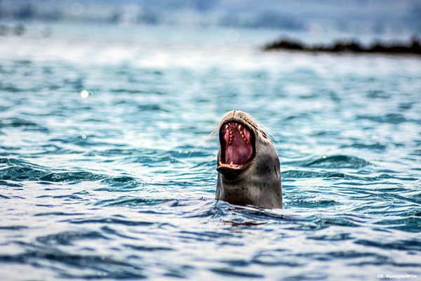 Monk seal teeth