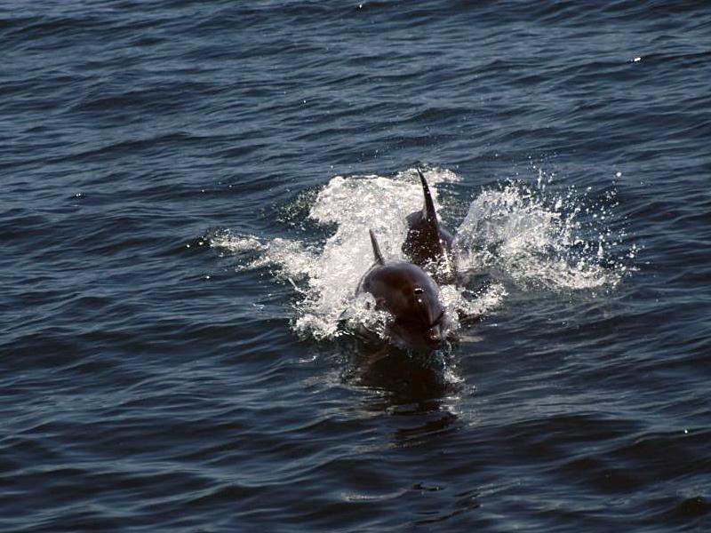 Dolphins near Fethiye - Turkey - Yacht charters in Turkey and Greece.