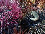 Sea-urchins are a delicacy in Greece